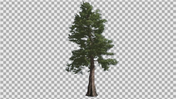 Western Red Cedar Tall Coniferous Evergreen Tree alt