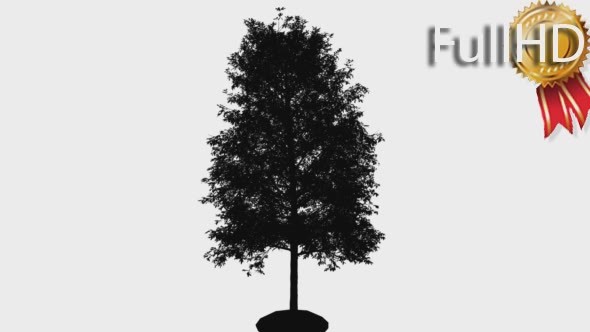 Shingle Oak Silhouette of Animated Tree