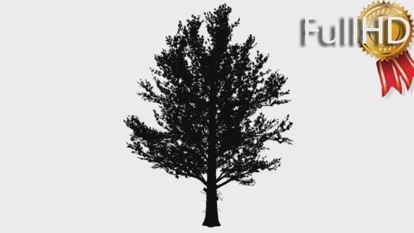 Sugar Maple Rounded Crown Silhouette  alt