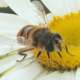 Bee Pollinating Daisy Flower - VideoHive Item for Sale