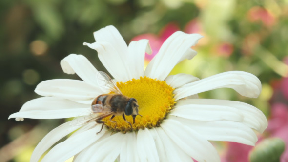 Bee Pollinating Daisy Flower