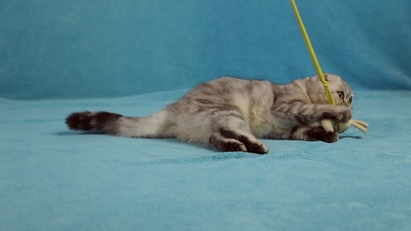 Funny Cat Playing with Little Toy Bunny 