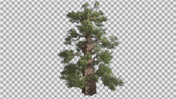 Western Juniper Cone Shaped Thick Trunk alt