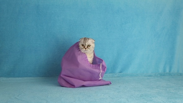 Funny Cat in a Sack