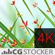 Happy Spring - VideoHive Item for Sale