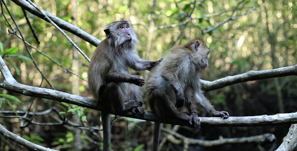 Monkeys At The Jungle