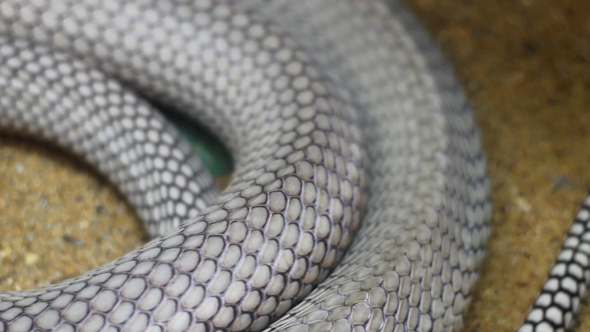 Body of King Cobra Snake