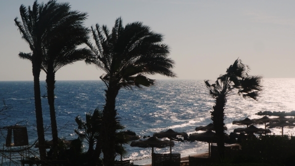 Silhouettes Of Palm Trees Against The Background Of The Morning Sea