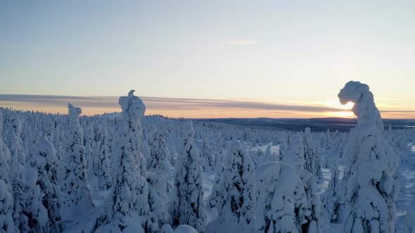 Aerial view moving slowly through white snow covered Norrbotten winter forest trees Sweden Lapland a