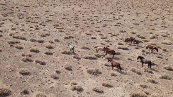 Aerial shot of wild horses in the desert