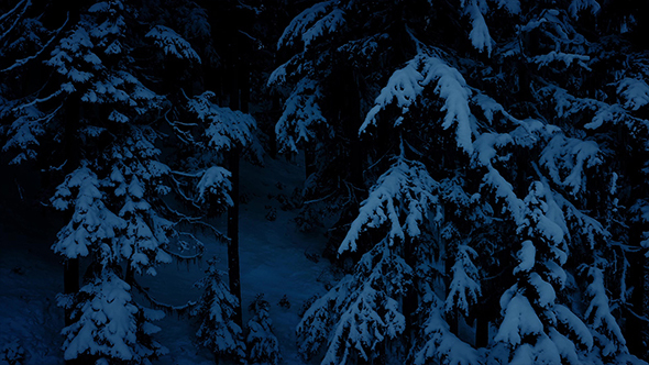 Moving Through Snowy Woodland At Night