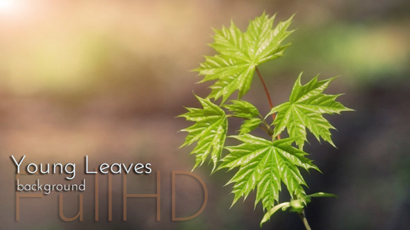 Young Leaves in Spring Forest