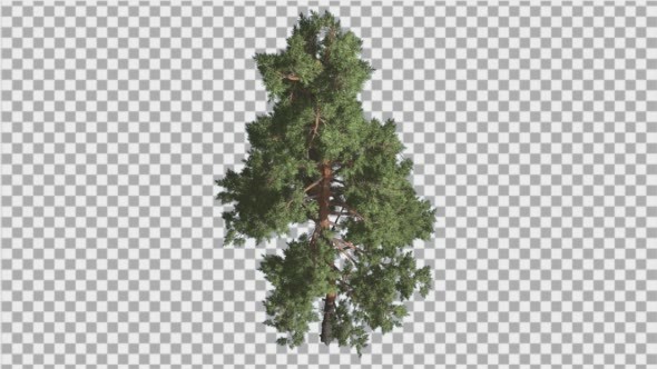 Scots Pine Pinus Sylvestris Glaucous Blue-Green