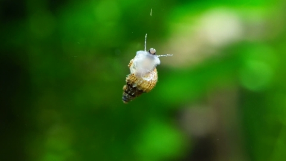 Aquarium Snail Swimming In a Large Aquarium
