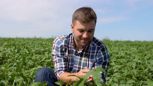 Farmer on Soybean Field Agronomist or Farmer Examining Crop of Soybeans Field