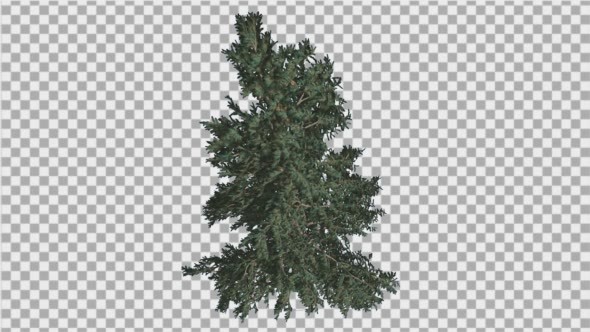 White Fir Crown of Coniferous Evergreen Tree