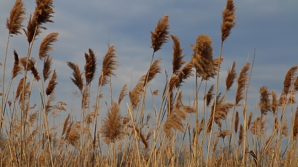 Reed Tips Moving In Wind During Spring With a Blue Sky
