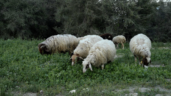 A Flock of Sheep Grazes on a Green Field