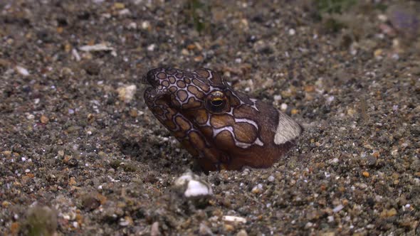 Napoleon Snake Eel buried in sand close up shot