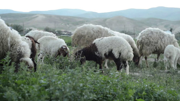 A Flock of Sheep Grazes on a Peaceful Green Field