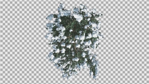 White Fir Snow on a Branches Top Down Thin Trunk alt