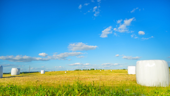 Rural Landscape And Hay
