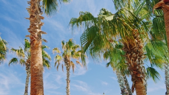 Tropical Palm Trees Against The Sky