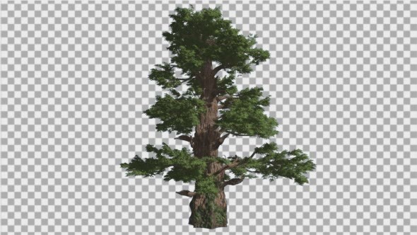 Western Juniper Coniferous Evergreen Tree