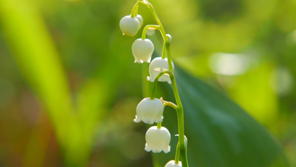 Blooming Lily Of The Valley