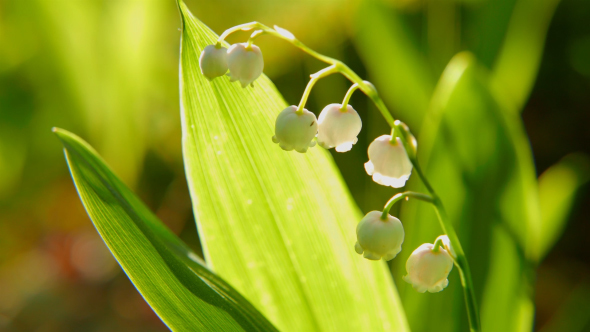 Blooming Lily Of The Valley