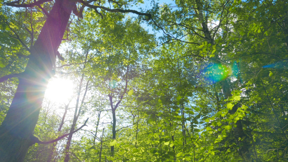 Green Oak Forest