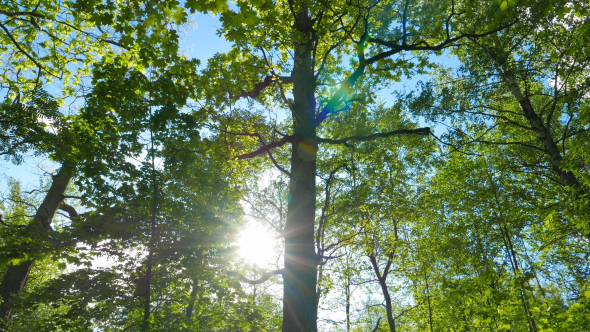 Green Oak Forest