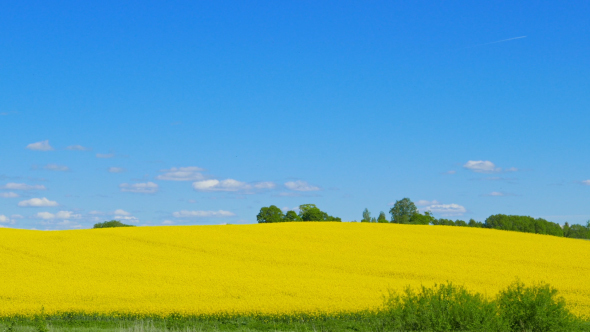 Canola Field