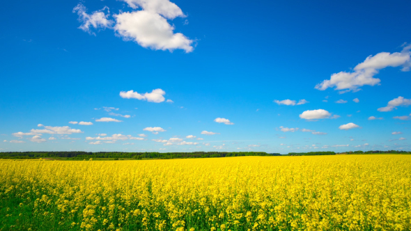 Canola Field