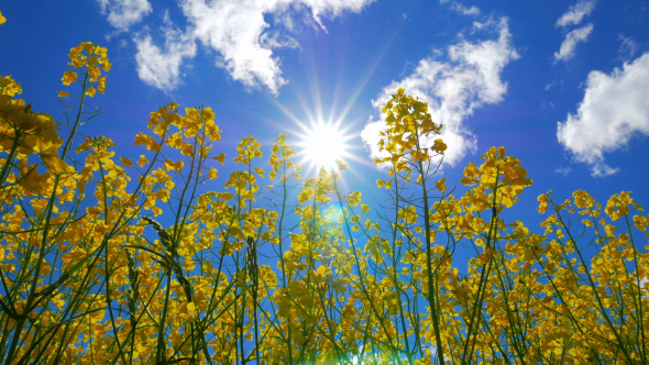 Flowers Of Rapeseed And Sun