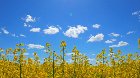 Flowers Of Rapeseed And Sun