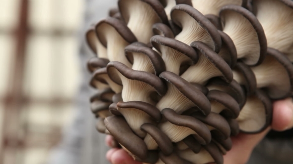 Man Holding a Large Oyster Mushrooms