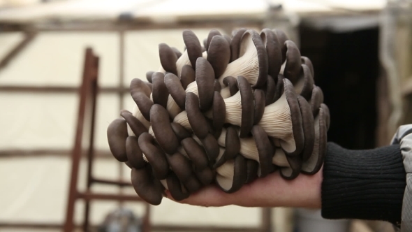 Man Holding a Large Oyster Mushrooms