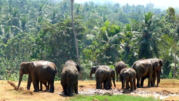 a Herd Of Wild Elephants