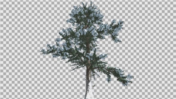 White Fir Snow on a Branches Small Coniferous alt