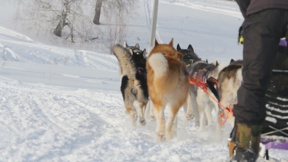 Team Of Husky Sled Dogs With Dog-driver