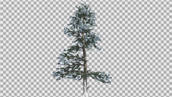 White Fir Snow on a Branches Thin Trunk Small alt