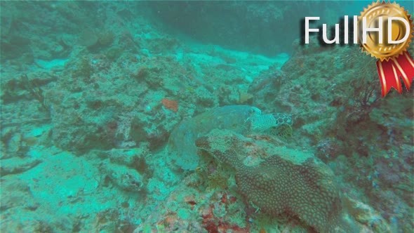 Sea Turtle Eats Coral, Underwater