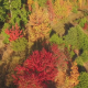 Autumn Fall Trees in Field - VideoHive Item for Sale