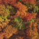Aerial Above Autumn Fall Tree Tops - VideoHive Item for Sale