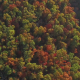 Epic Aerial of Colorful Fall Trees - VideoHive Item for Sale