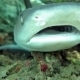 Shark Swimming Underwater At Bali Islands - VideoHive Item for Sale