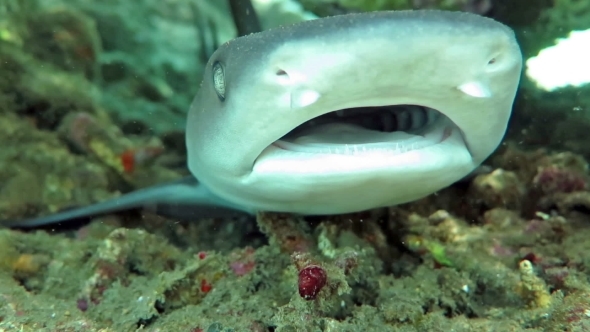 Shark Swimming Underwater At Bali Islands