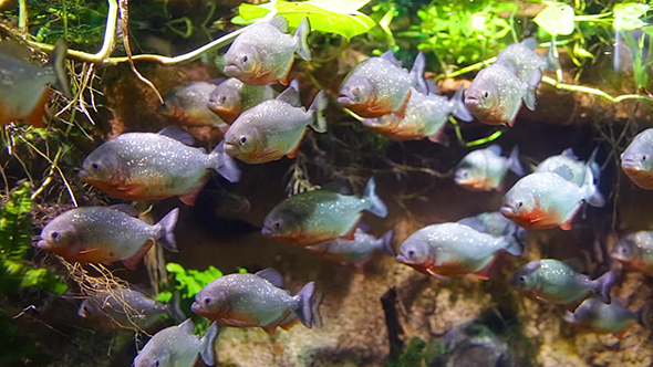 Piranha - Colossoma Macropomum