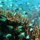 Thriving Coral Reef Alive With Marine Life - VideoHive Item for Sale